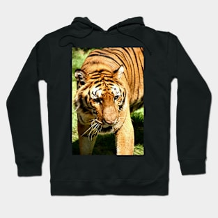 Female Bengal Tiger Stalking Hoodie